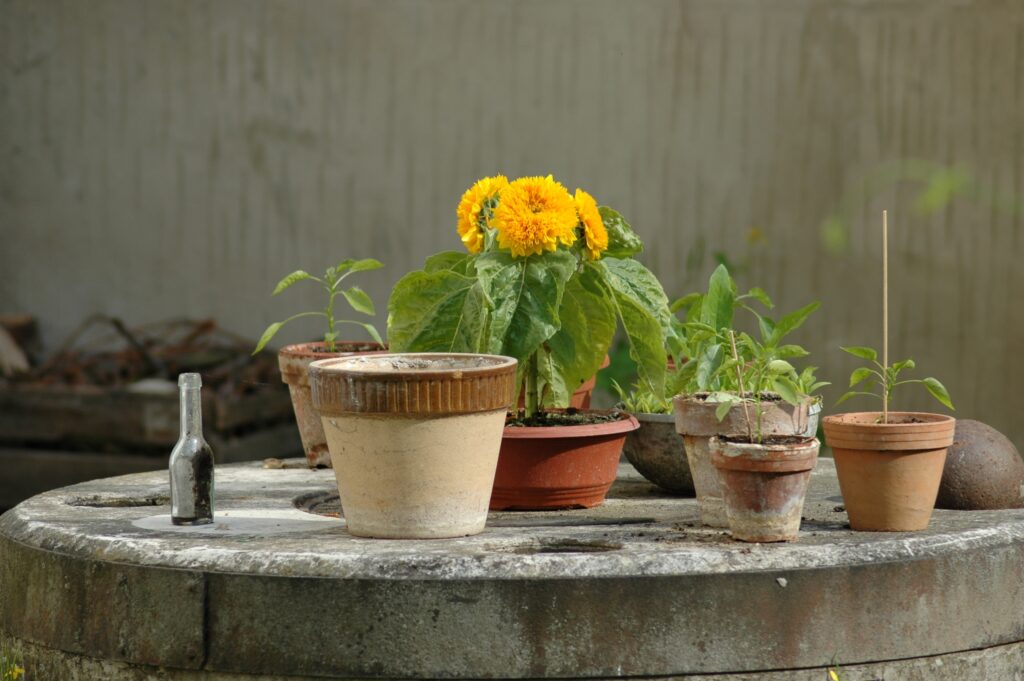 植木鉢と黄色い花